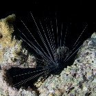 Black Longspine Urchin / Diadema setosum