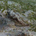  Short dragonfish / Eurypegasus draconis\