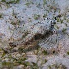 Short dragonfish / Eurypegasus draconis