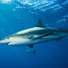 Žralok hedvábný / Carcharhinus falciformis