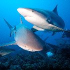 Žralok Perézův / Carcharhinus perezii