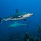 Caribbean reef shark / Carcharhinus perezii