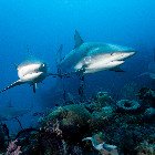  Caribbean reef shark / Carcharhinus perezii\
