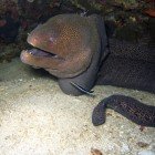 Moray Eels & Conger Eels ' / ' Muraenidae & Congridae