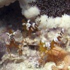 Squat cleaner shrimp / Thor amboinensis
