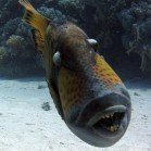  Titan Triggerfish / Balistoides viridescens\