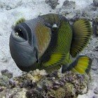 Titan Triggerfish / Balistoides viridescens