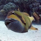 Titan Triggerfish / Balistoides viridescens