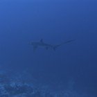  Thresher shark / Alopias pelagicus\