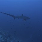  Thresher shark / Alopias pelagicus\