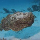 Stonefish / Synanceia verrucosa