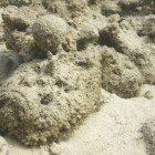 Stonefish / Synanceia verrucosa