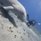 Dugong / Dugong dugon