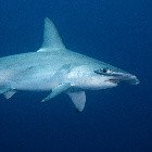 Hammerhead sharks / Sphyrnidae