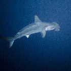 Scalloped hammerhead shark / Sphyrna lewini