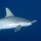 Scalloped hammerhead shark / Sphyrna lewini