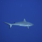 Žralok spanilý / Carcharhinus amblyrhynchos