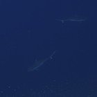 Grey reef shark / Carcharhinus amblyrhynchos\