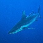 
                      Žralok spanilý / Carcharhinus amblyrhynchos
                   