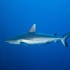 Grey reef shark / Carcharhinus amblyrhynchos