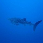  Whale shark / Rhincodus typus\