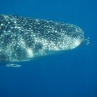 Žralok velrybí / Rhincodus typus