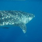 Whale shark / Rhincodus typus