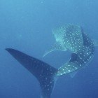 Whale shark / Rhincodus typus