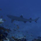  White tip reef shark / Triaenodon obesus\