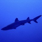 White tip reef shark / Triaenodon obesus