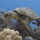  Hawksbill sea turtle / Eretmochelys imbricata\