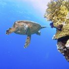  Hawksbill sea turtle / Eretmochelys imbricata\
