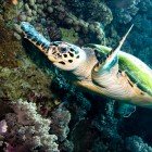 
                      Hawksbill sea turtle / Eretmochelys imbricata
                   