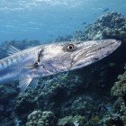 Soltýn barakuda / Sphyraena barracuda