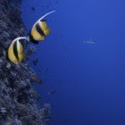 Red Sea bannerfish / Heniochus intermedius