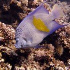  Arabian angelfish / Pomacanthus maculosus\