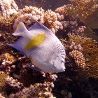 Arabian angelfish / Pomacanthus maculosus