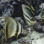  Circular batfish / Platax orbicularis\