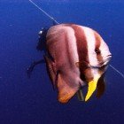 
                      Longfin batfish / Platex teira
                   