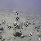 Schooling bannerfish / Heniochus diphreutes
