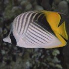 
                      Threadfin butterflyfish / Chaetodon auriga
                   