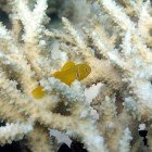  Lemon coral goby / Gobiodon citrinus\
