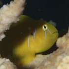 Lemon coral goby / Gobiodon citrinus