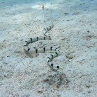 Banded snake eel / Myrichthys colubrinus