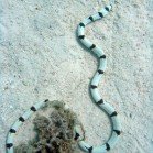 Banded snake eel / Myrichthys colubrinus