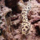Spotted snake eel / Myrichthys maculosus