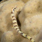 
                      Schultzs pipefish / Corythoichthys schultzi
                   