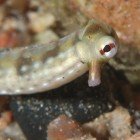  Schultzs pipefish / Corythoichthys schultzi\