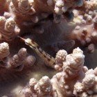Schultzs pipefish / Corythoichthys schultzi