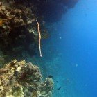 Schultzs pipefish / Corythoichthys schultzi